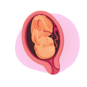 Zedu Third Trimester Ultrasound for Sonographers course - join us for an immersive and practical experience to fast-track your skills development and get you work-ready