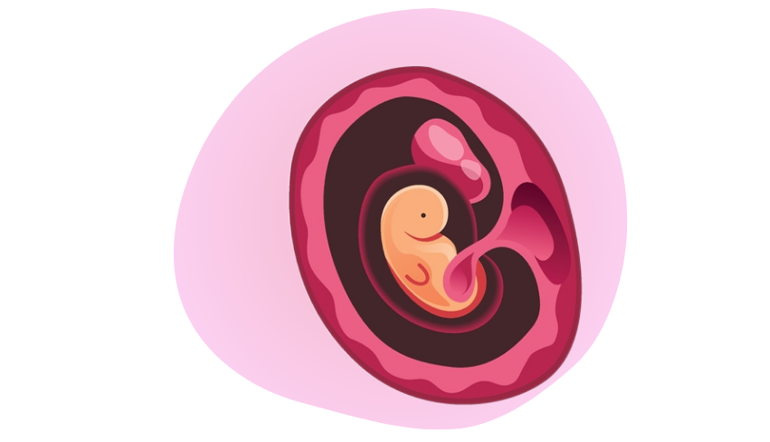 Zedu Early Pregnancy Assessment for Sonographers course - join us for an immersive and practical experience to fast-track your skills development and get you work-ready