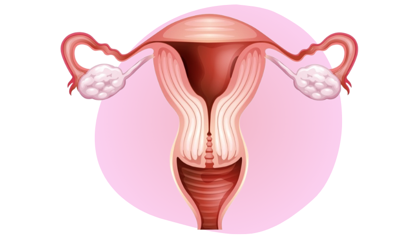 Zedu-SGYN2-851-488 Gynaecology Ultrasound for Sonographers