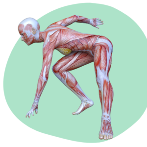 Zedu Musculoskeletal Ultrasound Fundamentals for Sonographers course - join us for an immersive and practical experience to fast-track your skills development and get you work-ready