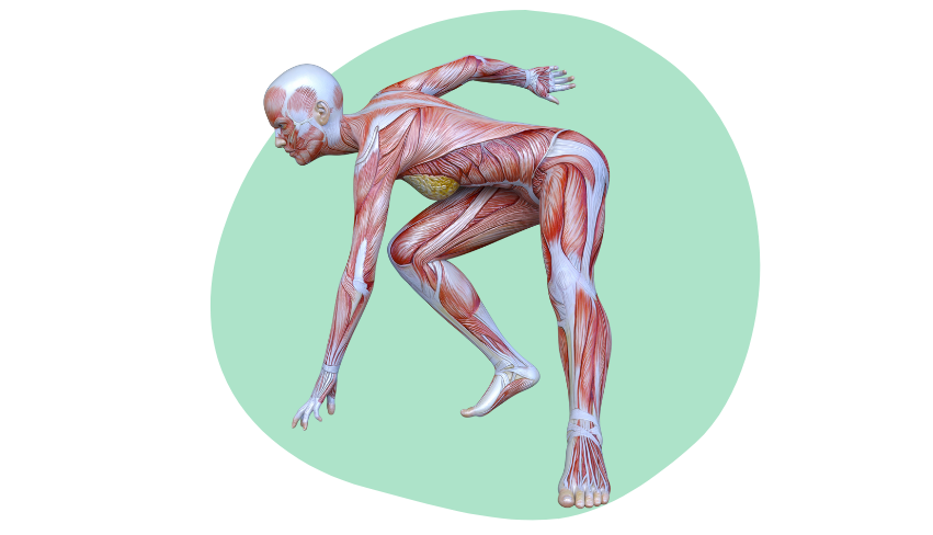 Zedu-SMUF2-851-488 Zedu Musculoskeletal Ultrasound Fundamentals for Sonographers course - join us for an immersive and practical experience to fast-track your skills development and get you work-ready